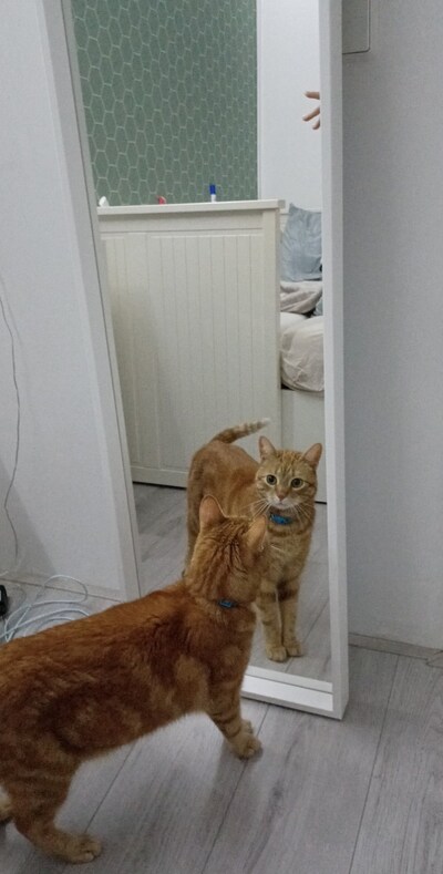 Heb jij Dikkie dik of Siepie gezien? Deze twee huisdieren worden in Duiven vermist