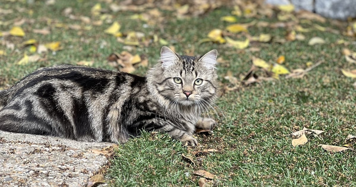 Heb jij Bella of Maus gezien? Deze twee huisdieren worden in Maasdriel vermist