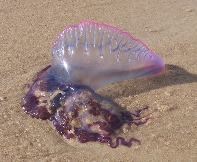 Spanje sluit stranden vanwege beruchte ‘horrorkwal’, bioloog waarschuwt: ‘Na een beet vooral niet krabben’