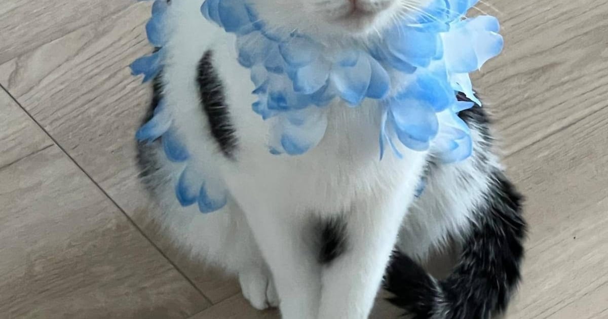 Heb jij Zumrut gezien? Dit huisdier wordt in Zevenaar vermist