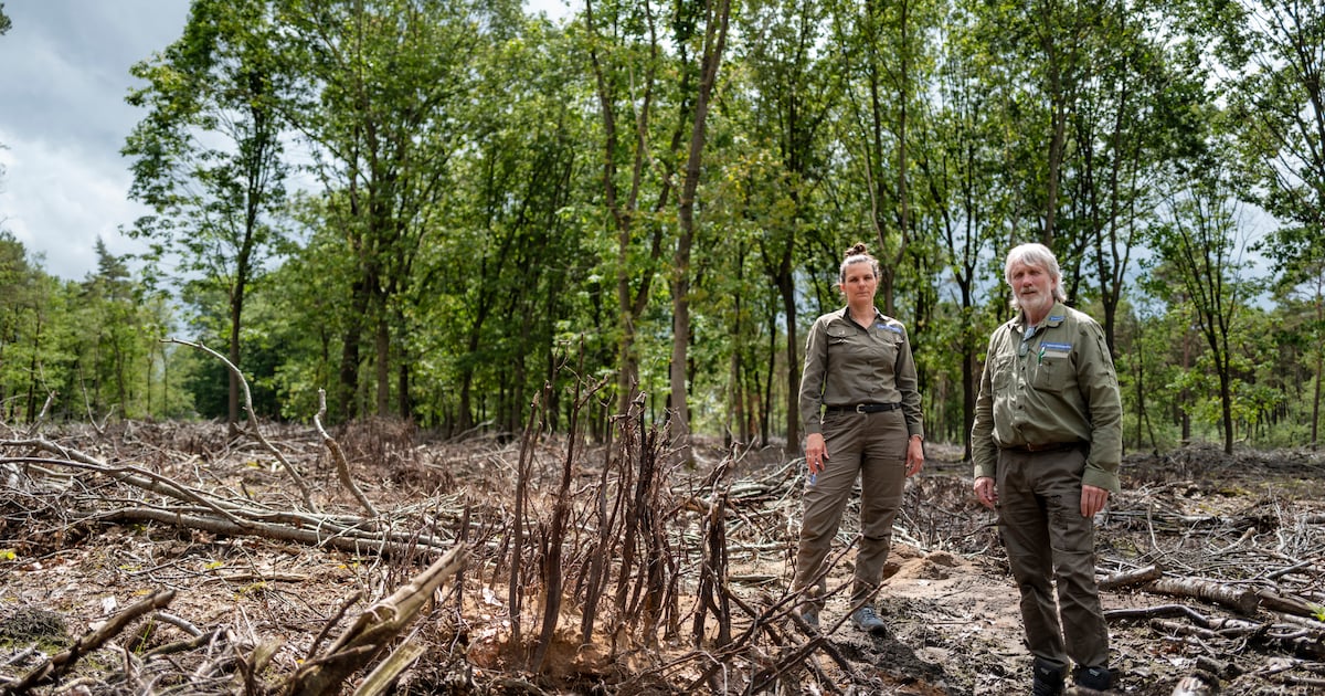 Op 65 hectare in de duinen gaan alle Amerikaanse eiken plat; het zijn ...