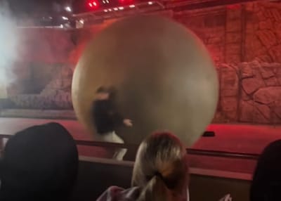 Disney-medewerker gooit lijf in de strijd tegen losgeslagen Indiana Jones-kei: ‘Zowel hilarisch als heroïsch’