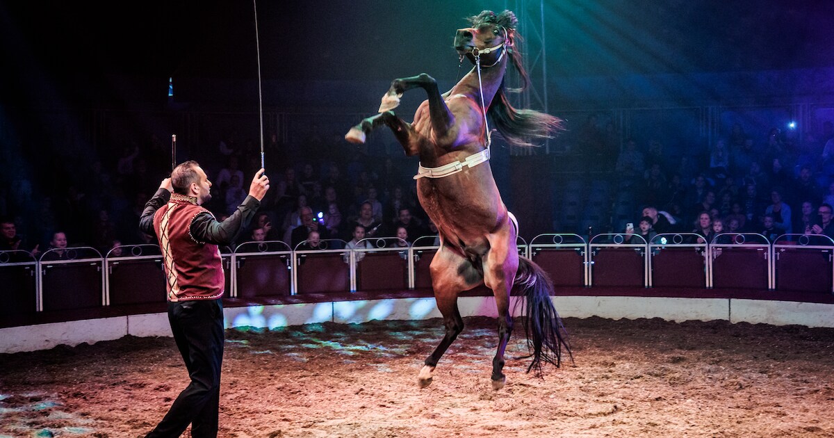 Clowns, acrobatiek en kamelen: Circus Renz is terug in de stad, voor ...
