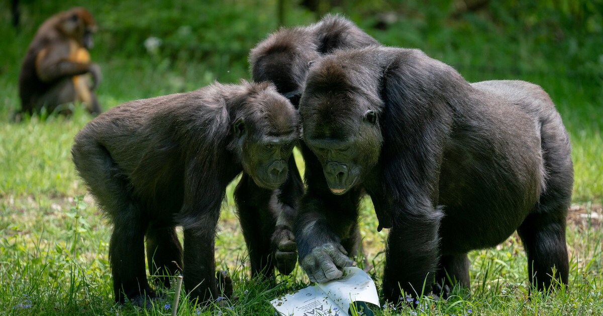 Slapen tussen de leeuwen en apen: Burgers’ Zoo heeft serieuze plannen ...