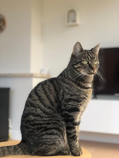 Heb jij Oos gezien? Dit huisdier wordt in Winterswijk vermist