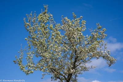 Bloesemtocht in Ressen
