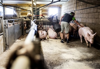 Monteur mag niet bidden bij klanten en moet werken tussen de varkens: krijgt 19.000 euro mee na onterecht ontslag