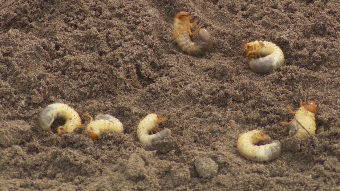 Korfbalveld verwoest door grote larven: ‘Gaten zo groot dat kindervoet ...
