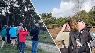 Hordes mensen naar hei om wolf en welpen: ‘Mensen denken dat het hier een dierentuin is’