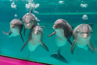 Dolfinarium in België moet sluiten, dierenminister is klaar met ‘kunstjes’