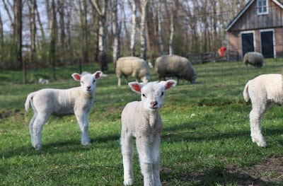 Weekendtips: deze dingen doe je in Ede (13-15 maart)