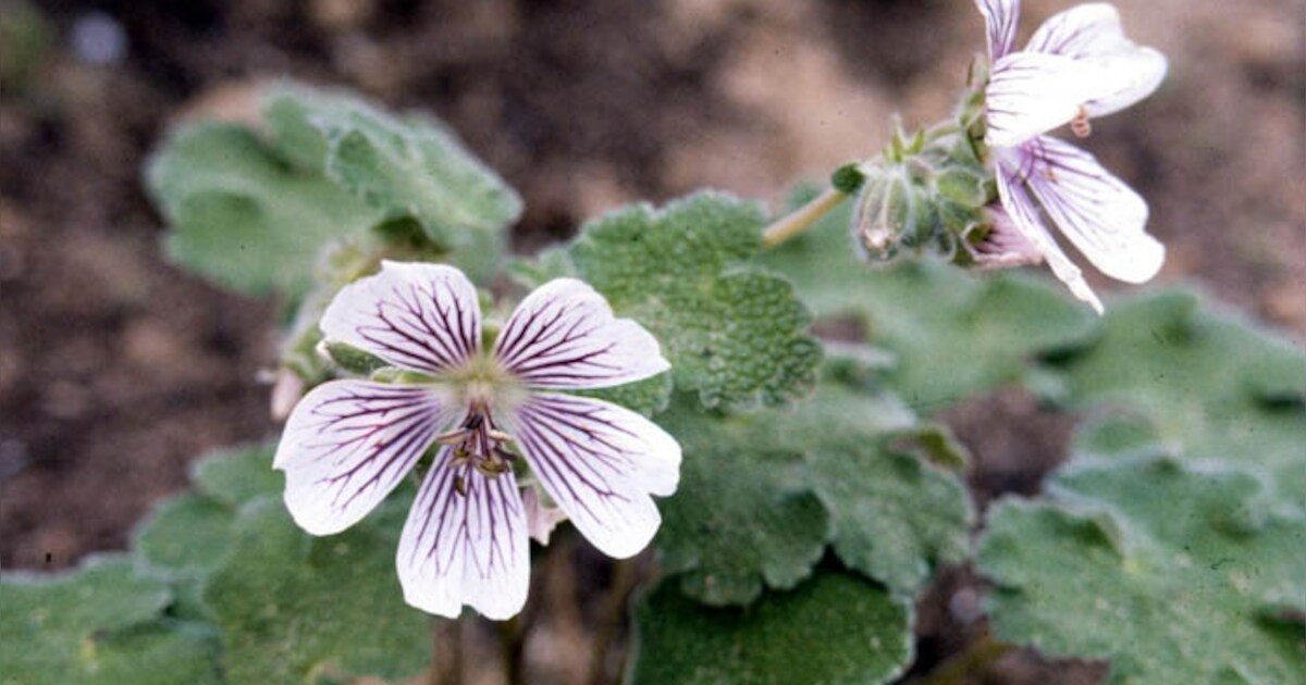Dieven stelen vier geraniums uit tuin in Arnhem | Arnhem | De ...