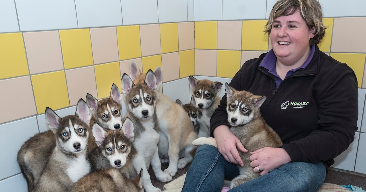 ‘Broodfokkers’ dumpen negen zwaar verwaarloosde pups in velden bij Sint Agatha