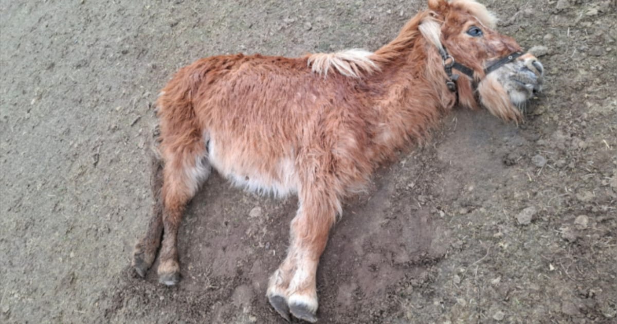 Schrijnende dierenverwaarlozing in Peel en Maas: pony’s onder de luizen en zonder voer aangetroffen