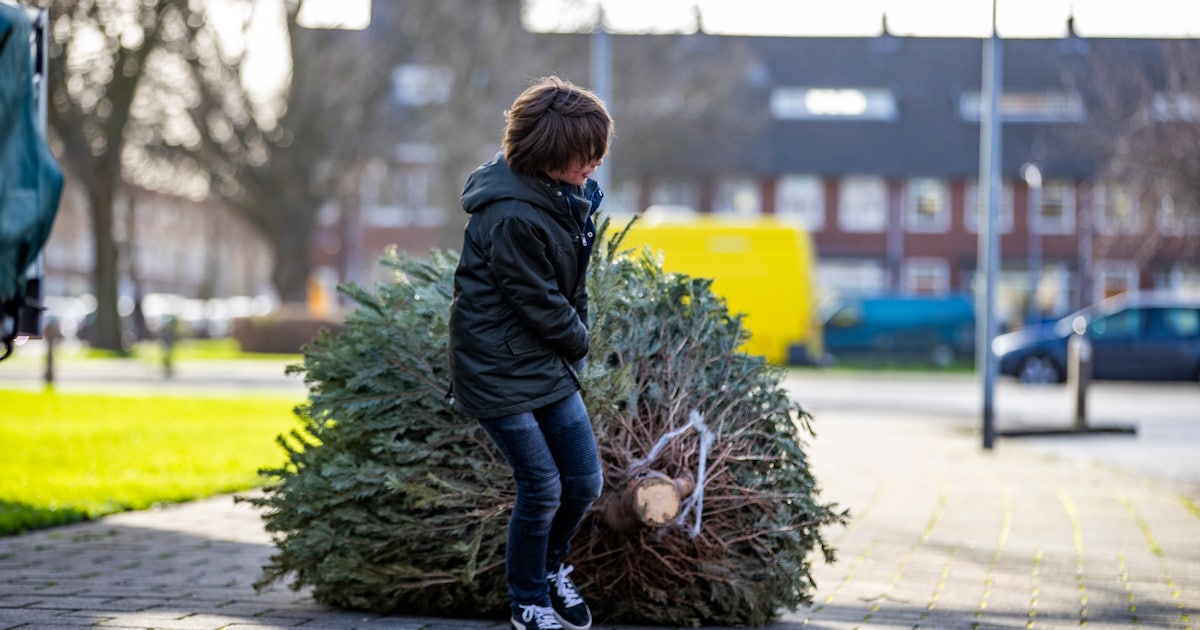 Inzameling kerstbomen verplaatst in Barneveld