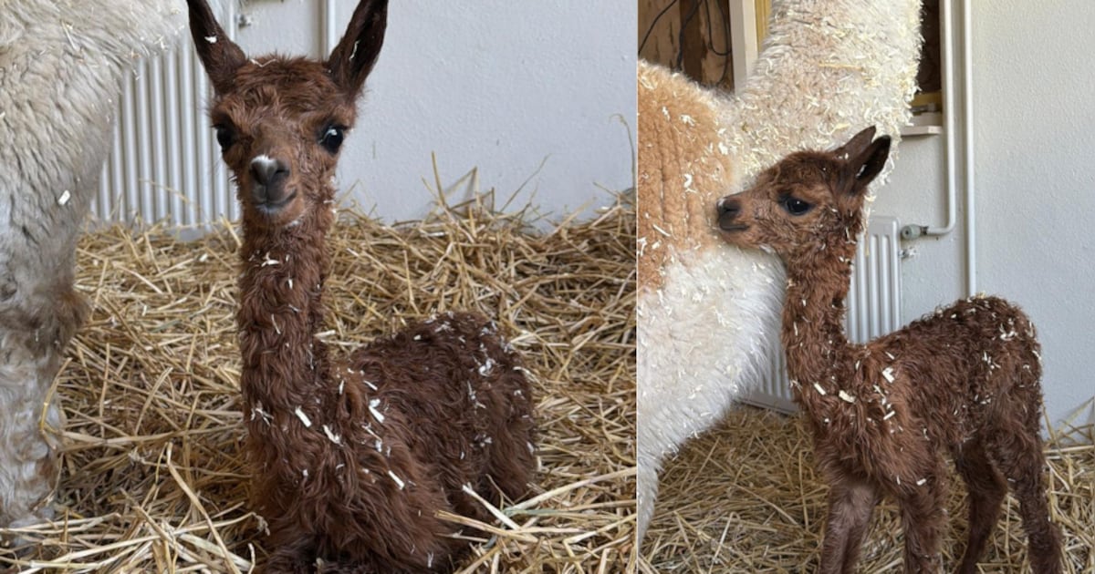 Schattig! Alpacababy Lina is geboren en hier in Apeldoorn kun je haar bewonderen