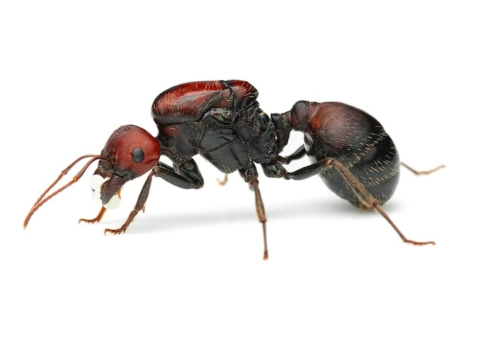 De ‘Messor Cephalotes’.