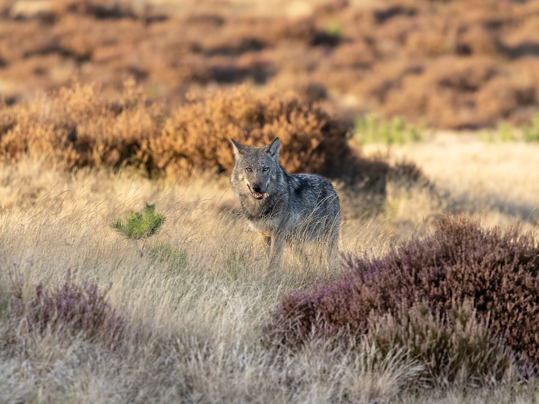 Een wolf op De Hoge Veluwe.