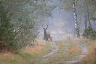 Wandeling door Zevenheuvelen op Veluwezoom