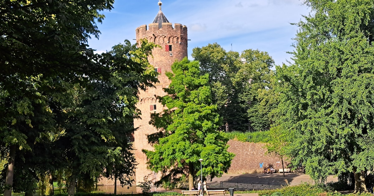 Nijmegen plant meer bomen dan ooit, maar met de hoeveelheid bladeren gaat het juist slechter