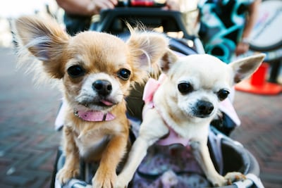 Dierenartsen en organisaties trekken aan de bel: ‘Koop geen minihondje’