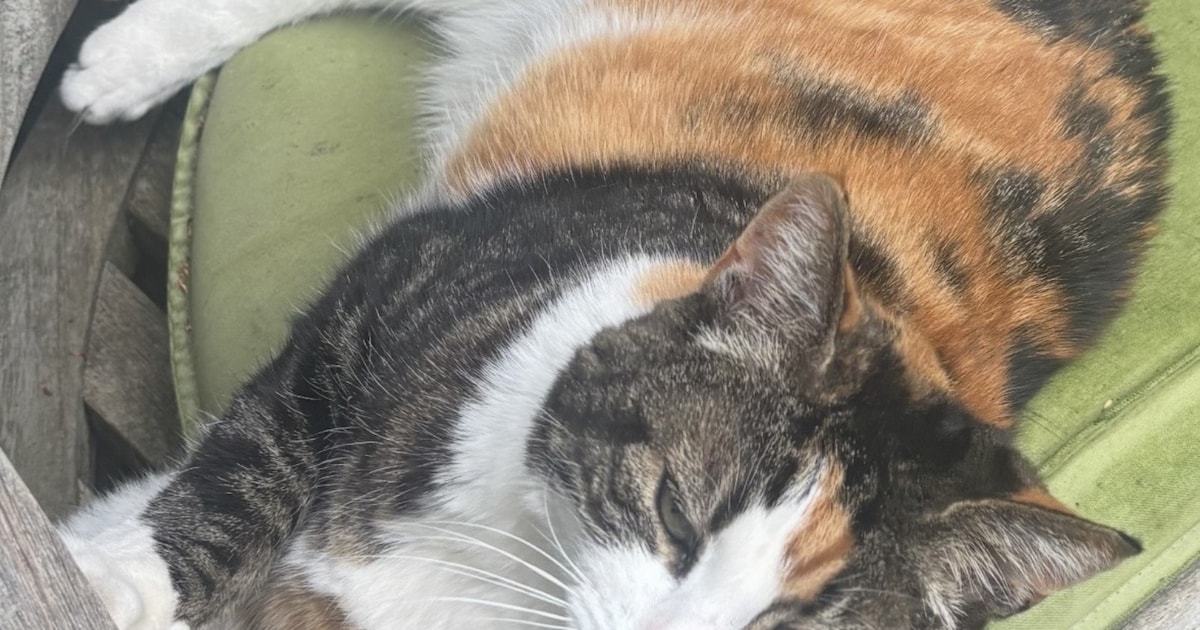 Heb jij Floortje gezien? Dit huisdier wordt in Lingewaard vermist