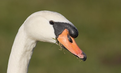 Provincie Utrecht mag geen knobbelzwanen laten afschieten: schade aan gewassen niet goed onderbouwd
