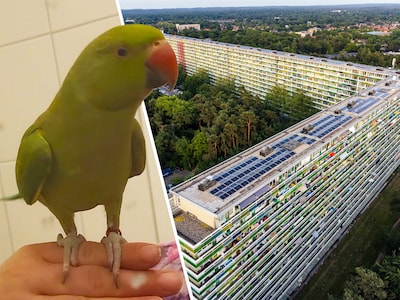 Diana uit Zeist biedt 1000 euro beloning voor vermiste parkiet Paco: ‘Makkelijk te lokken met Youtub