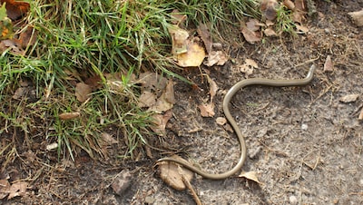 Kronkelende lintworm over bospad blijft iets prachtigs