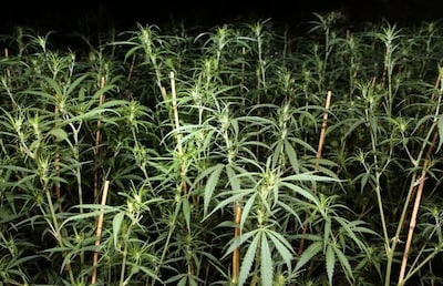 Vermoeden buurt wordt bevestigd: hennep in huis in Drempt