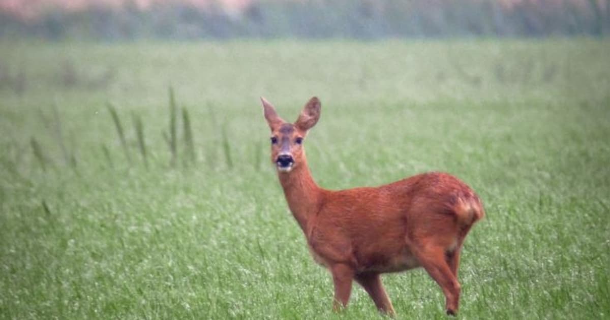 Stropers lijken vaker actief in Maas en Waal