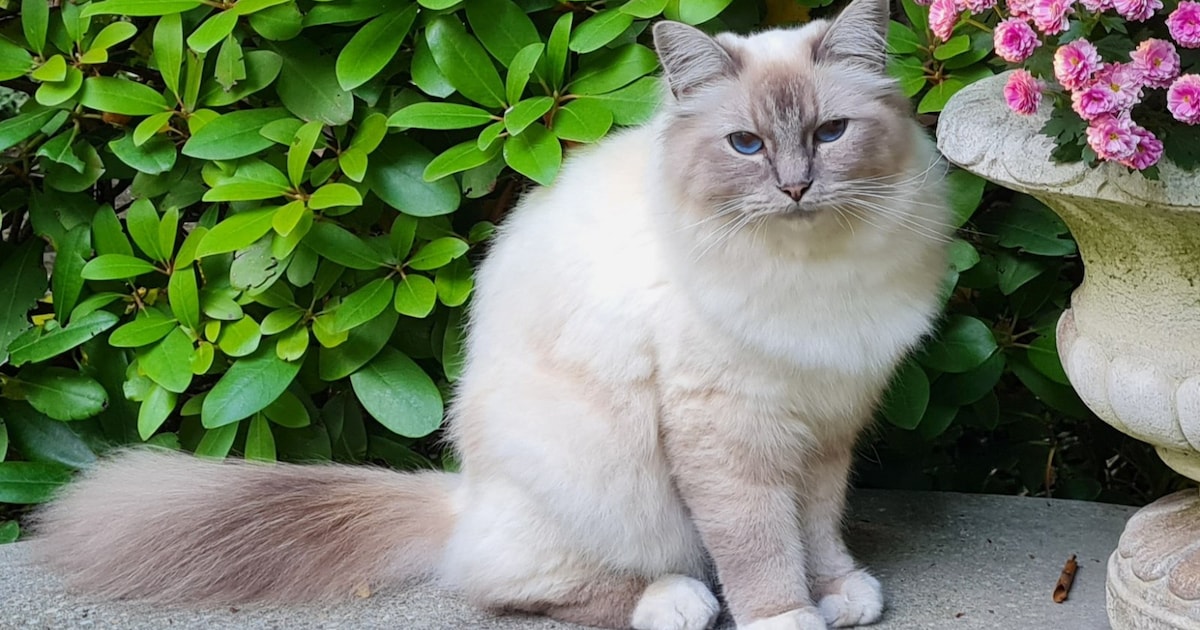 Heb jij Mischa gezien? Dit huisdier wordt in Venray vermist