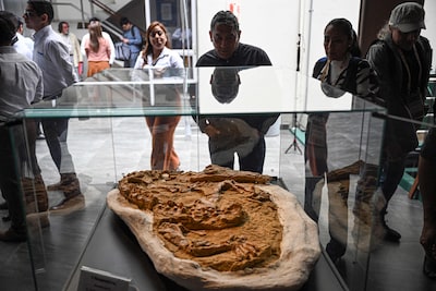 12 miljoen jaar oud fossiel van prehistorische bruinvis gevonden in Peru