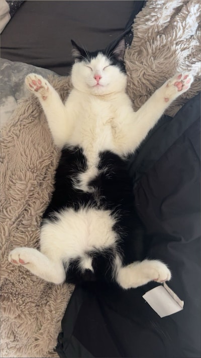Heb jij Nero of Coco gezien? Deze twee huisdieren worden in Zevenaar vermist