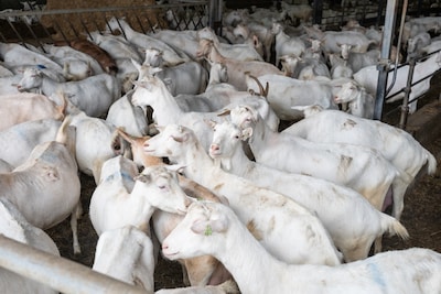 Oost Gelre wil toch woningen in Vragender, ondanks geitenboeren als ‘buren’