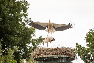 Hoe de ooievaar hier bijna uitgestorven was en nu weer voor een ‘babyboom’ zorgt
