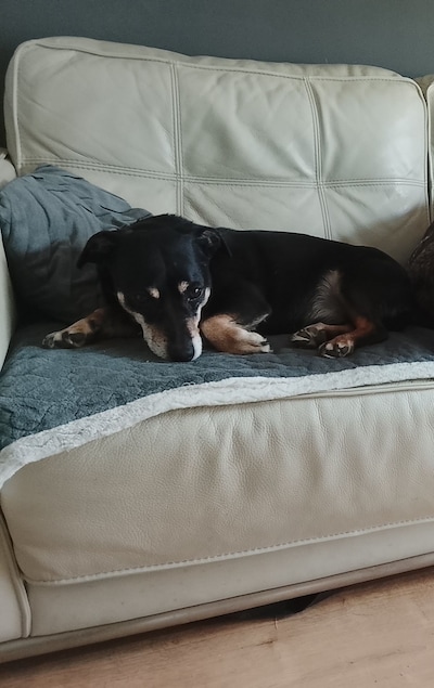 Heb jij Spike gezien? Dit huisdier wordt in Doesburg vermist