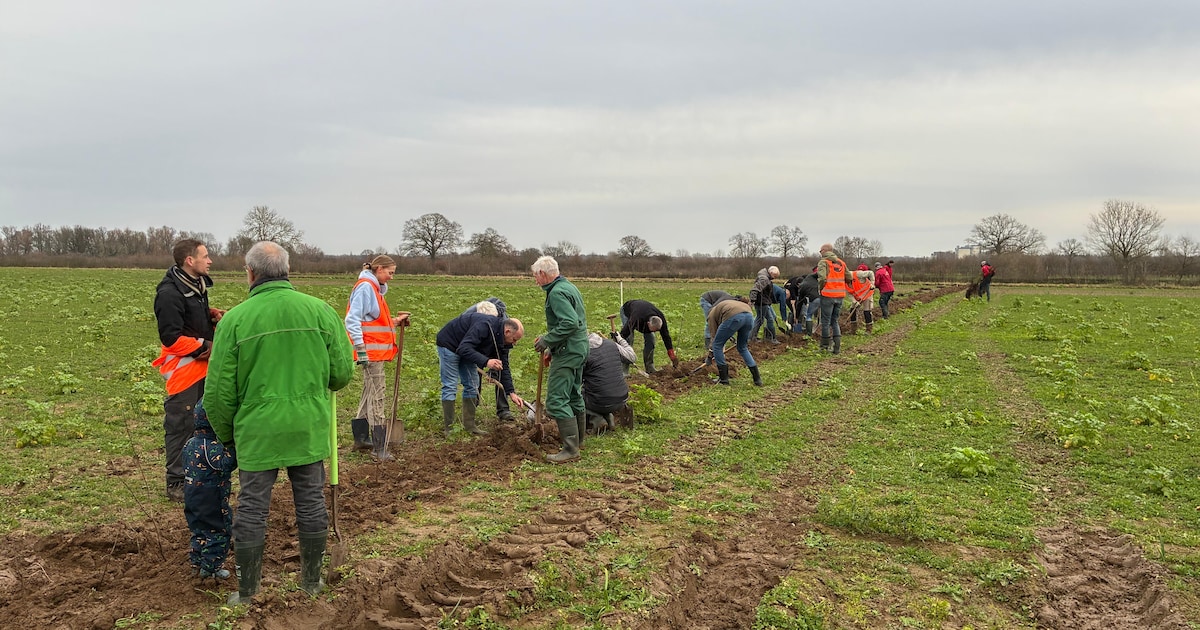 Honderden meters hagen geplant in Maasheggen bij Beugen