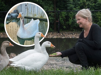 Yvonne redde Frits tweemaal, nu wordt de gans geruimd na uitbraak vogelgriep: ‘Zó onverkropbaar’