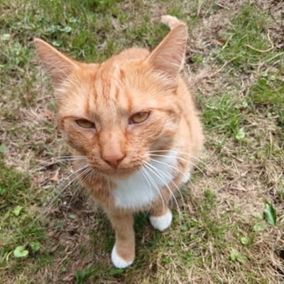Heb jij Woezel gezien? Dit huisdier wordt in Rheden vermist