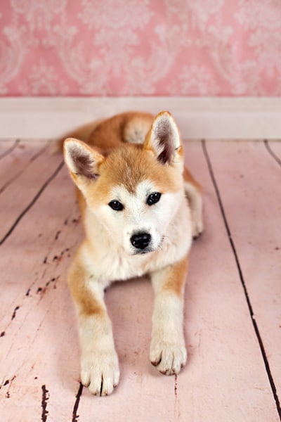 Akitawandeling Arnhem Zuid steunt hondenopvang