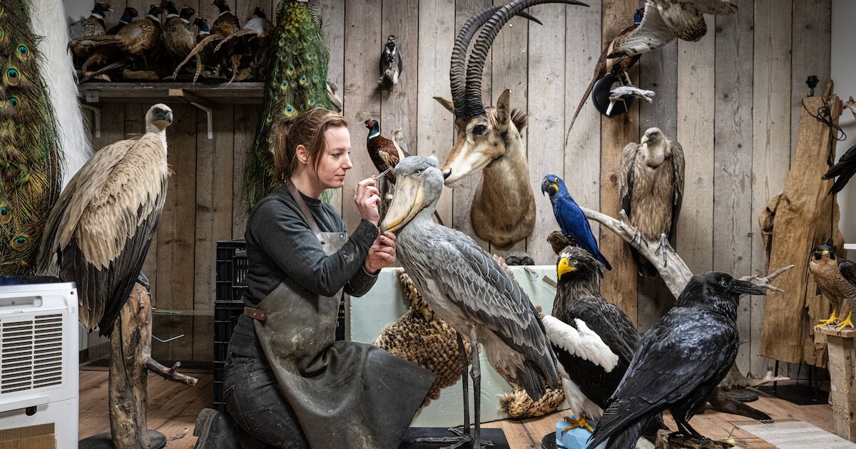 Het atelier van Sophie staat vol met dode dieren: 'Al sinds ik kan ...