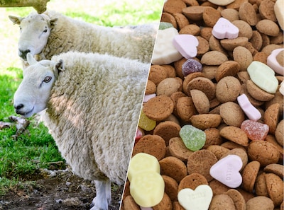 Kinderboerderij ’t Sparretje smeekt bezoekers te stoppen met voeren: ‘10 kilo extra per dag, dat is veel te veel’