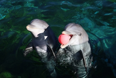 Jongeren bestraft voor inbreken bij Spaans dolfinarium, waar ze in het bassin van de dolfijnen sprongen