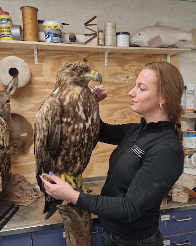 Hoe een dode zeearend uit Eemshaven symbool voor kwetsbare natuur