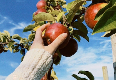 Kom plukken in Groessen: laatste fruit gaat naar de voedselbank