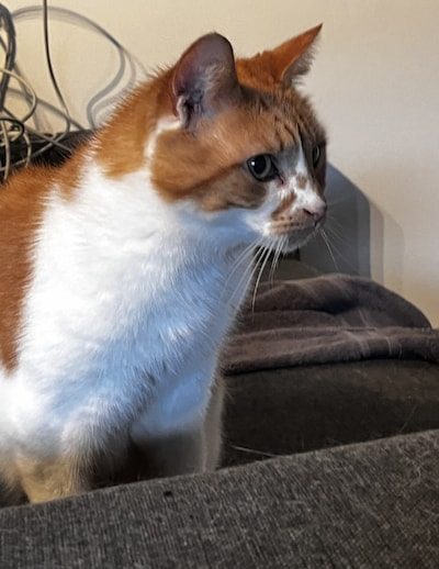 Heb jij Maxi gezien? Dit huisdier wordt in Arnhem vermist