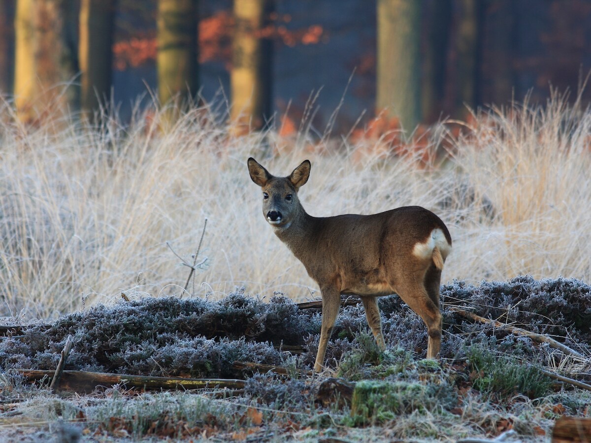 Winterwandeling in Ede leert overleven in de kou | Foto | gelderlander.nl
