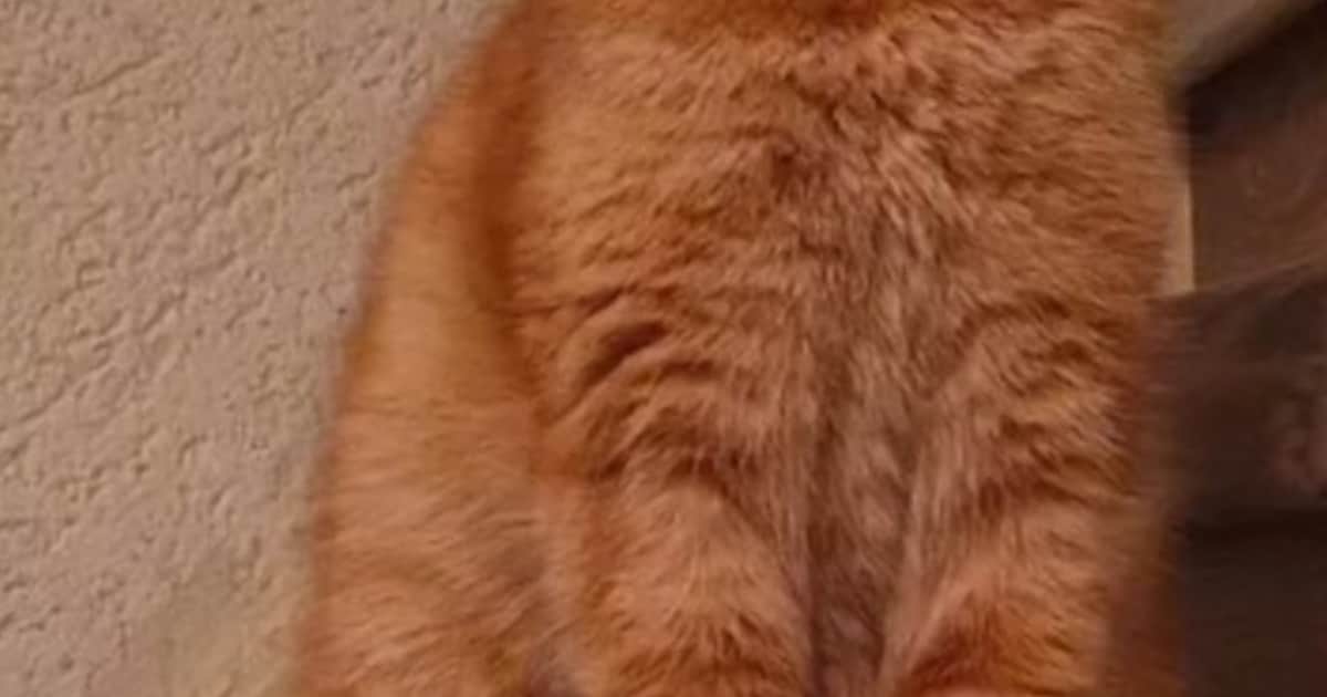 Heb jij Mila of Elon gezien? Deze twee huisdieren worden in Zutphen vermist