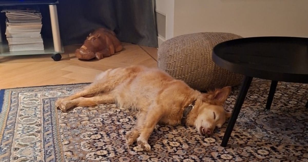Heb jij Blondie gezien? Dit huisdier wordt in Berg en Dal vermist